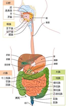精神病是哪里出了问题